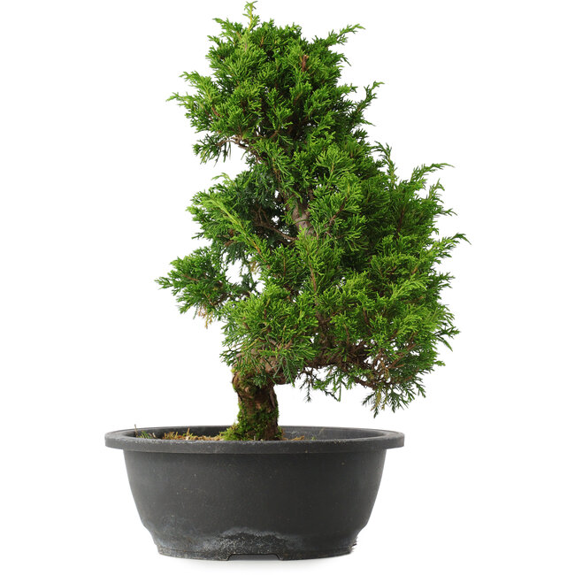 Juniperus chinensis Itoigawa, 33,5 cm, ± 15 years old