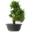 Juniperus chinensis Itoigawa, 33,5 cm, ± 15 jaar oud