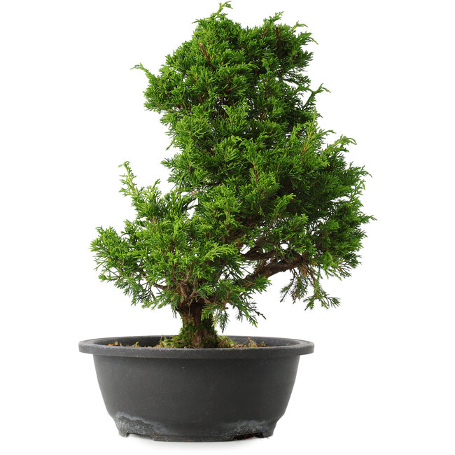 Juniperus chinensis Itoigawa, 33,5 cm, ± 15 jaar oud