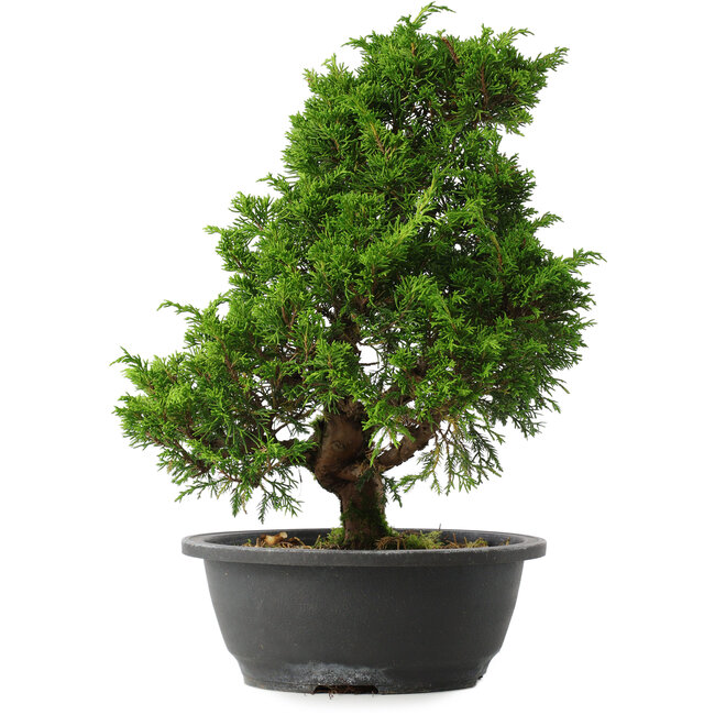 Juniperus chinensis Itoigawa, 33,5 cm, ± 15 years old