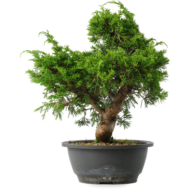 Juniperus chinensis Itoigawa, 29,5 cm, ± 15 años