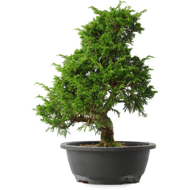 Juniperus chinensis Itoigawa, 33,5 cm, ± 15 years old