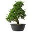 Juniperus chinensis Itoigawa, 33,5 cm, ± 15 jaar oud