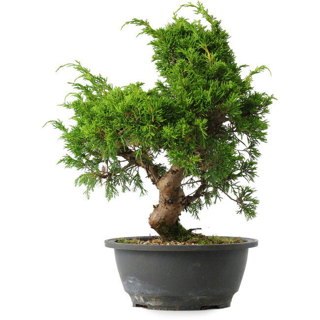 Juniperus chinensis Itoigawa, 29,5 cm, ± 15 years old