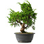 Juniperus chinensis Itoigawa, 29,5 cm, ± 15 jaar oud