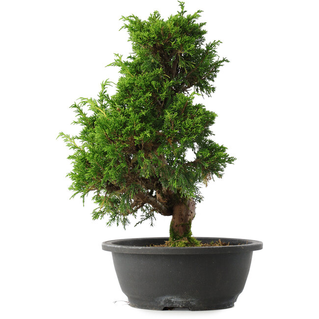 Juniperus chinensis Itoigawa, 33,5 cm, ± 15 jaar oud