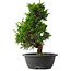 Juniperus chinensis Itoigawa, 33,5 cm, ± 15 jaar oud