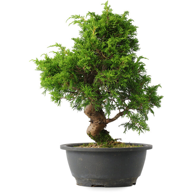 Juniperus chinensis Itoigawa, 29,5 cm, ± 15 Jahre alt
