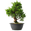 Juniperus chinensis Itoigawa, 29,5 cm, ± 15 jaar oud