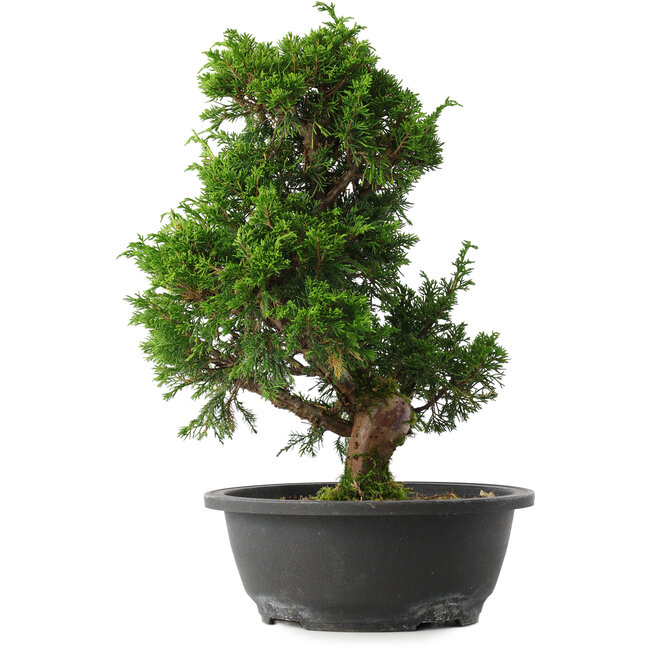 Juniperus chinensis Itoigawa, 33,5 cm, ± 15 anni