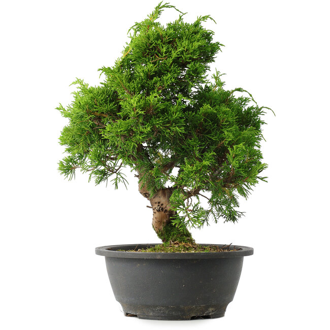 Juniperus chinensis Itoigawa, 29,5 cm, ± 15 ans