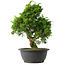 Juniperus chinensis Itoigawa, 29,5 cm, ± 15 jaar oud