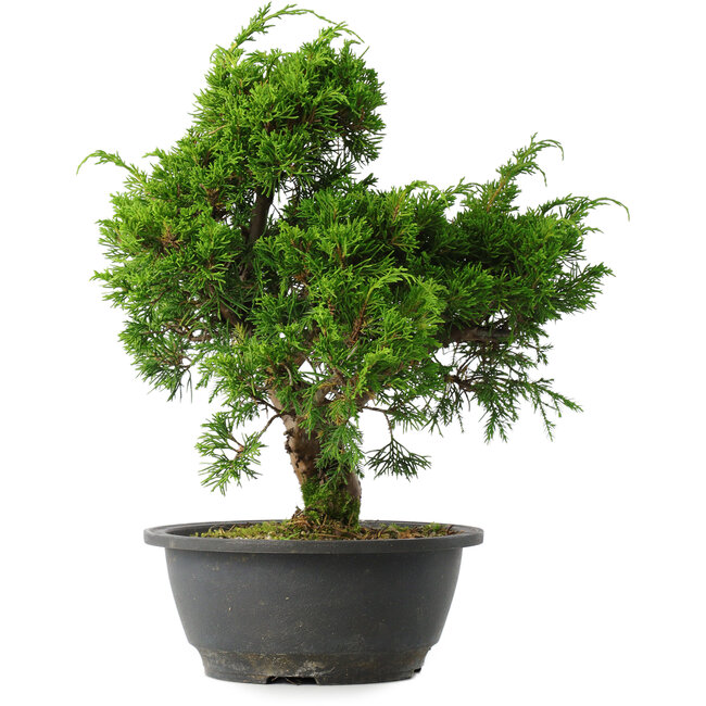 Juniperus chinensis Itoigawa, 29,5 cm, ± 15 años