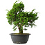 Juniperus chinensis Itoigawa, 29,5 cm, ± 15 jaar oud