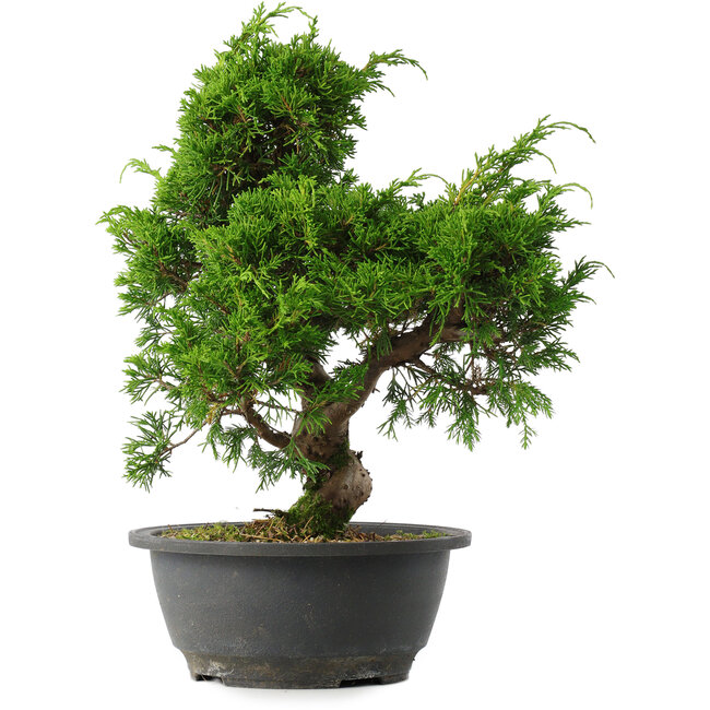 Juniperus chinensis Itoigawa, 29,5 cm, ± 15 años