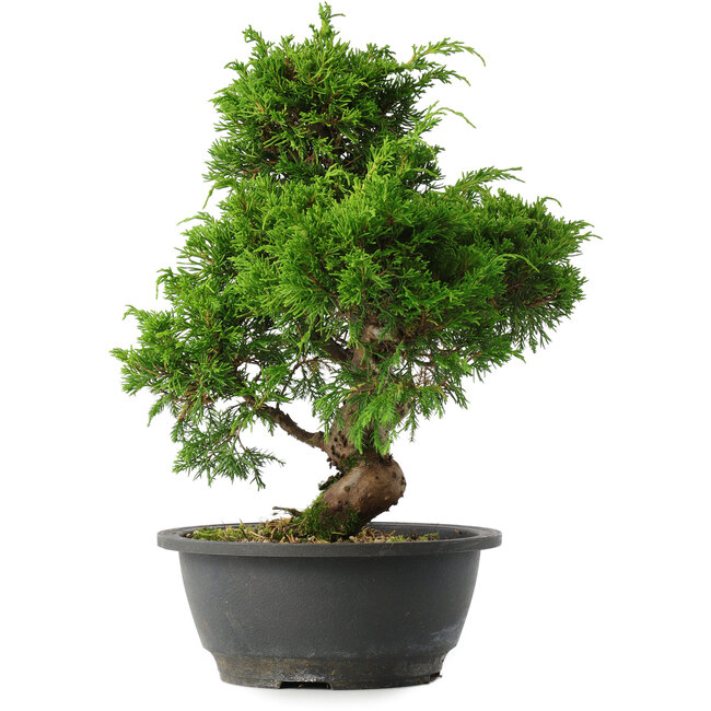 Juniperus chinensis Itoigawa, 29,5 cm, ± 15 años
