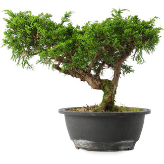 Juniperus chinensis Itoigawa, 22,5 cm, ± 15 jaar oud