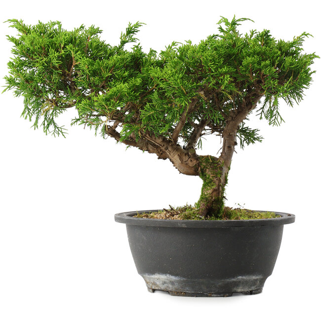 Juniperus chinensis Itoigawa, 22,5 cm, ± 15 jaar oud
