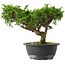 Juniperus chinensis Itoigawa, 22,5 cm, ± 15 jaar oud