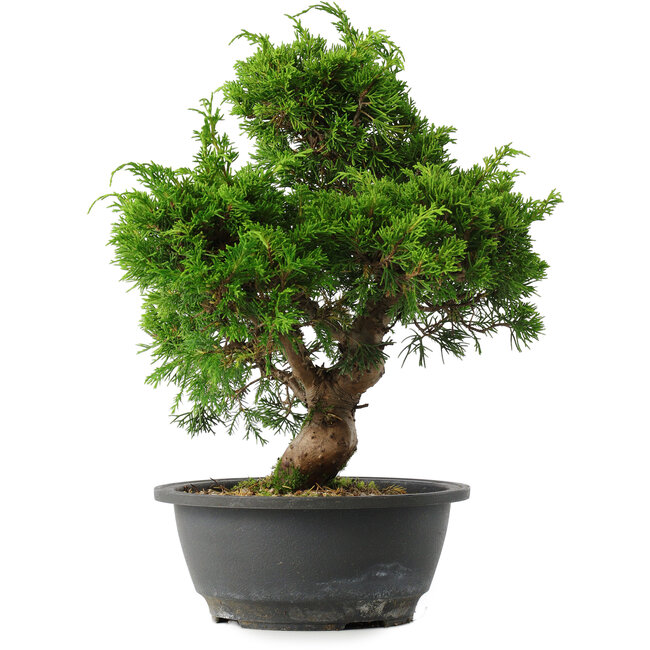 Juniperus chinensis Itoigawa, 29,5 cm, ± 15 anni