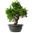 Juniperus chinensis Itoigawa, 29,5 cm, ± 15 jaar oud
