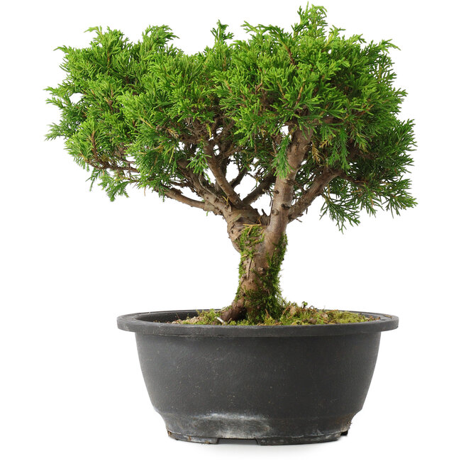 Juniperus chinensis Itoigawa, 22,5 cm, ± 15 ans