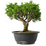 Juniperus chinensis Itoigawa, 22,5 cm, ± 15 jaar oud