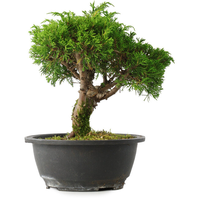 Juniperus chinensis Itoigawa, 22,5 cm, ± 15 years old