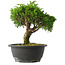 Juniperus chinensis Itoigawa, 22,5 cm, ± 15 jaar oud