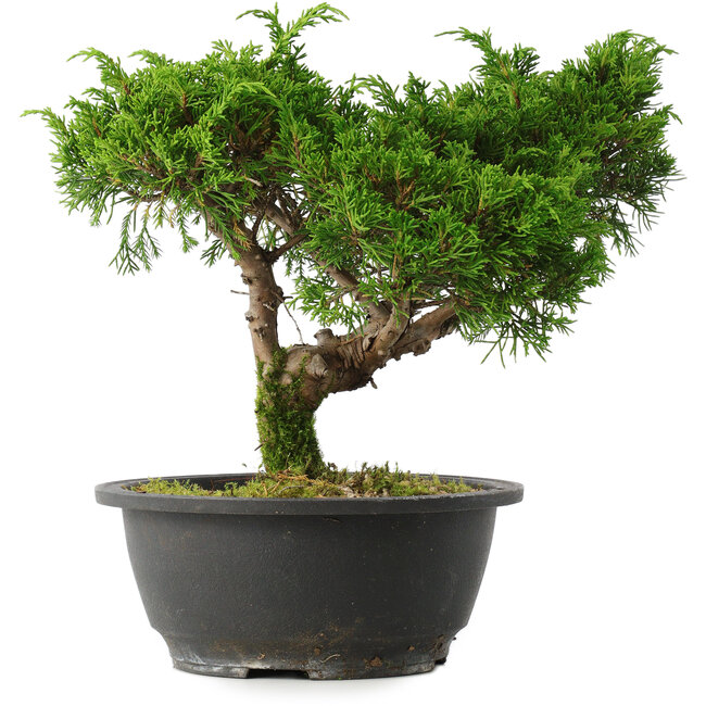 Juniperus chinensis Itoigawa, 22,5 cm, ± 15 jaar oud