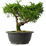 Juniperus chinensis Itoigawa, 22,5 cm, ± 15 jaar oud