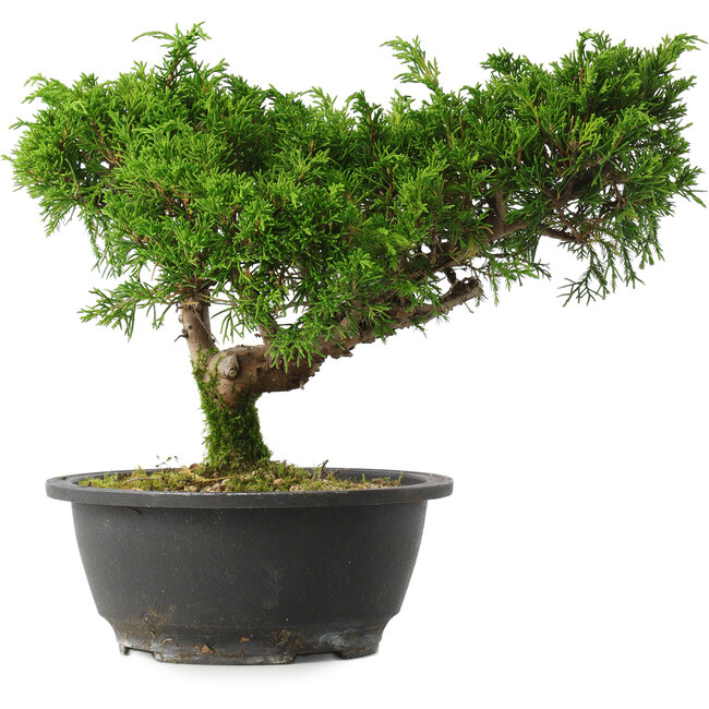Juniperus chinensis Itoigawa, 22,5 cm, ± 15 años