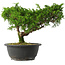 Juniperus chinensis Itoigawa, 22,5 cm, ± 15 jaar oud