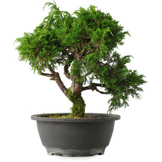Juniperus chinensis Itoigawa, 25 cm, ± 15 jaar oud