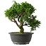 Juniperus chinensis Itoigawa, 25 cm, ± 15 jaar oud