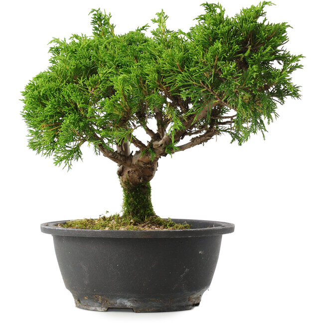 Juniperus chinensis Itoigawa, 22,5 cm, ± 15 años
