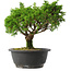 Juniperus chinensis Itoigawa, 22,5 cm, ± 15 jaar oud