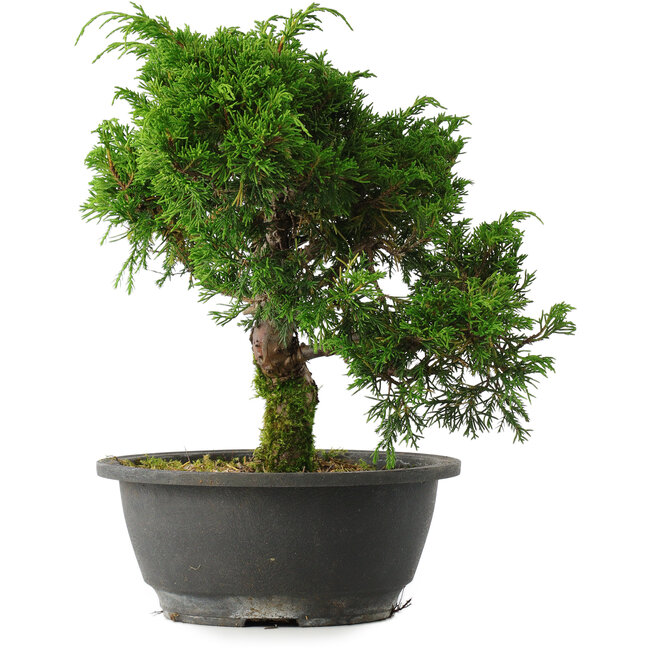 Juniperus chinensis Itoigawa, 25 cm, ± 15 years old