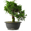 Juniperus chinensis Itoigawa, 25 cm, ± 15 jaar oud