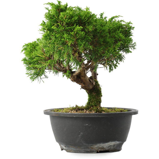 Juniperus chinensis Itoigawa, 22,5 cm, ± 15 años