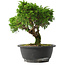 Juniperus chinensis Itoigawa, 22,5 cm, ± 15 jaar oud