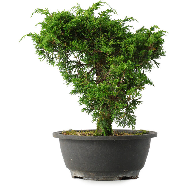 Juniperus chinensis Itoigawa, 25 cm, ± 15 years old