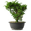 Juniperus chinensis Itoigawa, 25 cm, ± 15 jaar oud