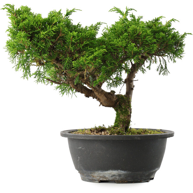 Juniperus chinensis Itoigawa, 22,5 cm, ± 15 years old