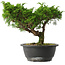 Juniperus chinensis Itoigawa, 22,5 cm, ± 15 jaar oud