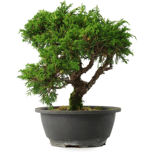 Juniperus chinensis Itoigawa, 25 cm, ± 15 años