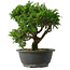 Juniperus chinensis Itoigawa, 25 cm, ± 15 jaar oud