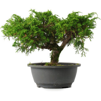 Juniperus chinensis Itoigawa, 22 cm, ± 15 jaar oud