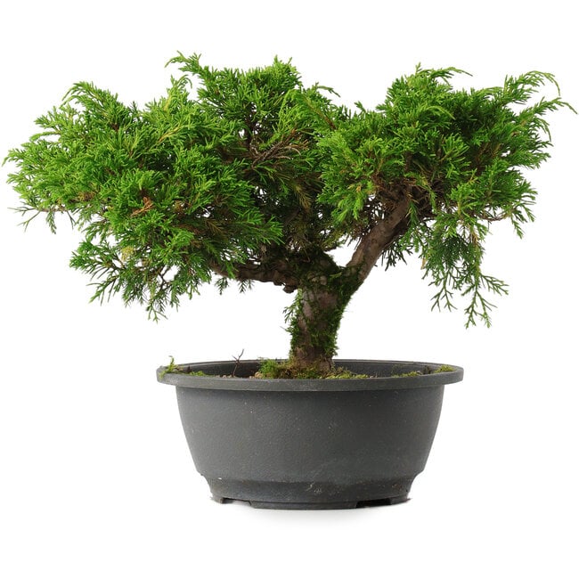 Juniperus chinensis Itoigawa, 22 cm, ± 15 anni