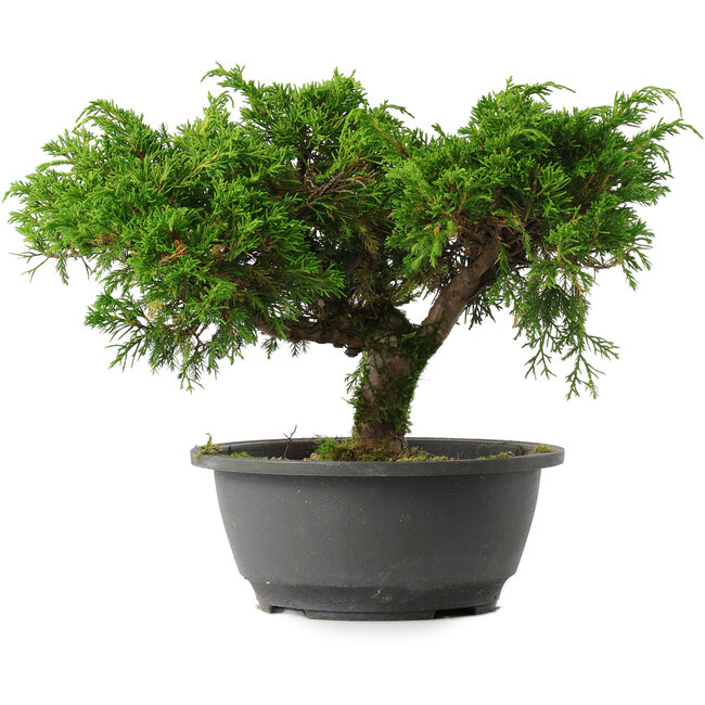 Juniperus chinensis Itoigawa, 22 cm, ± 15 jaar oud
